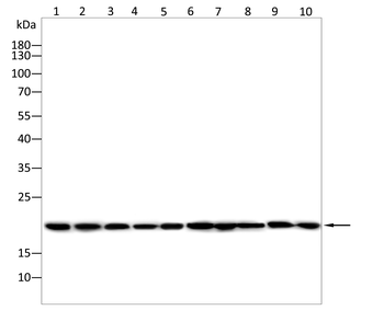 CCL5 Antibody