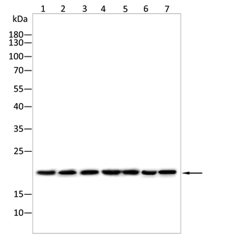 CCL5 Antibody