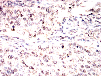 RPL24 Antibody