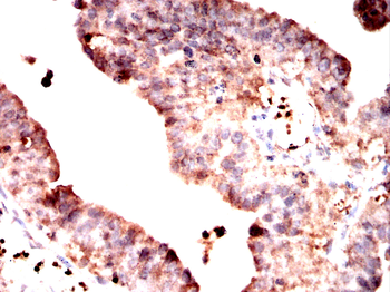 RPL24 Antibody