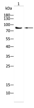 AXL Antibody