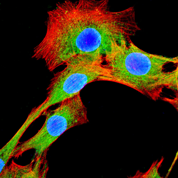 CCND2 Antibody