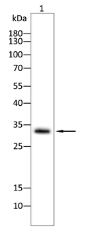 CCND2 Antibody