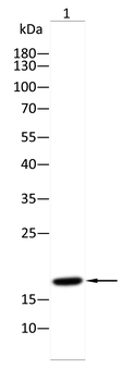 Cdkn2a Antibody