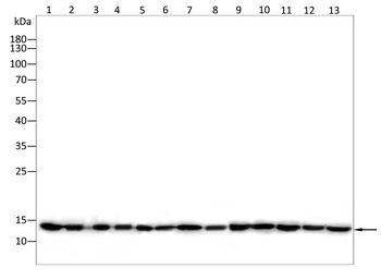 H2BC11 Antibody