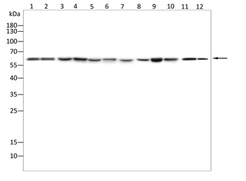 TBX21 Antibody