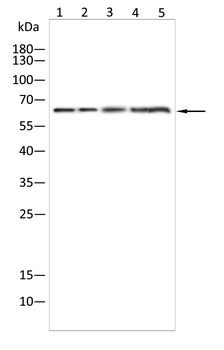 TBX21 Antibody