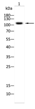 THRAP3 Antibody