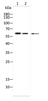 MAOA Antibody