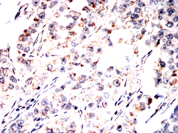 MAOA Antibody