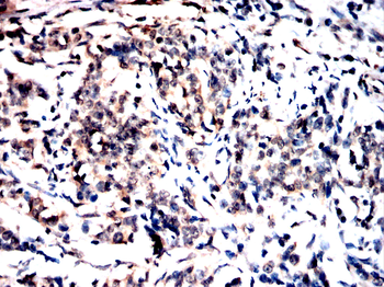 MAOA Antibody