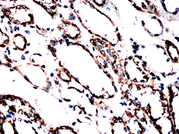 MAOA Antibody