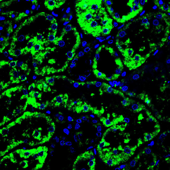MAOA Antibody