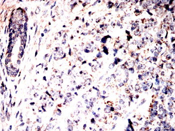 MAOA Antibody