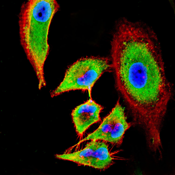 MAOA Antibody