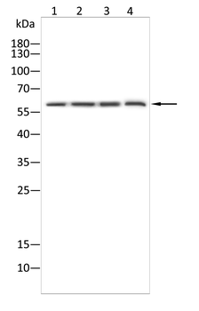 MAOA Antibody