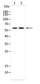 MAOA Antibody