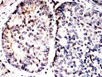 HSP90AA1 Antibody