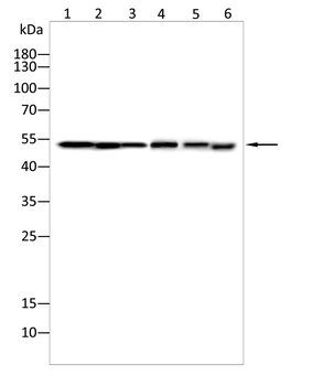 IFNGR1 Antibody