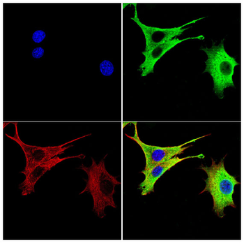 NME1 Antibody