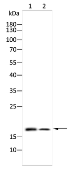 NME1 Antibody