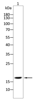 NME1 Antibody