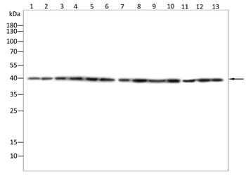 XBP1 Antibody