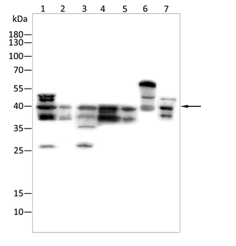 XBP1 Antibody