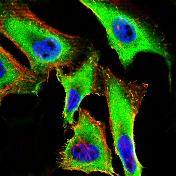 XBP1 Antibody