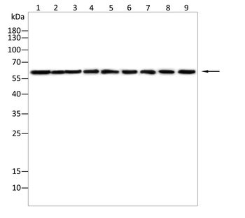 XBP1 Antibody
