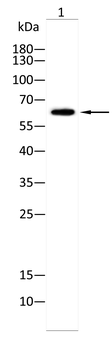PAK1 Antibody