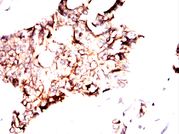 PRPH Antibody