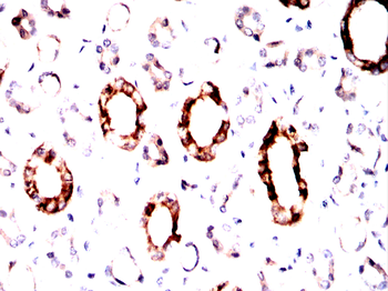 PRPH Antibody