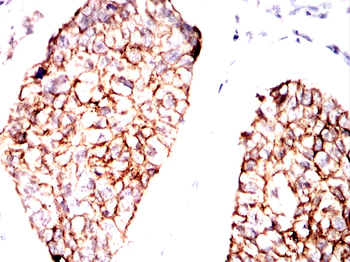 PRPH Antibody