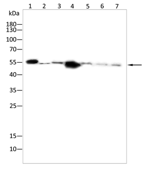 PRPH Antibody