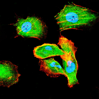 IRF3 Antibody