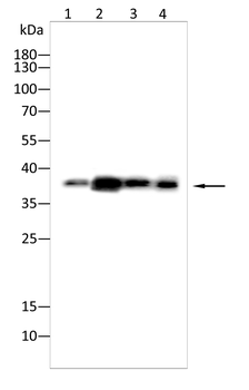 PRKAB1 Antibody