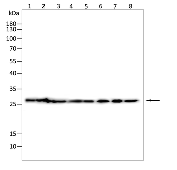 HSPB1 Antibody
