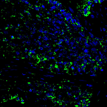 FH Antibody
