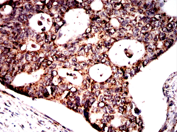 FH Antibody