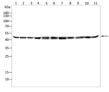 FH Antibody