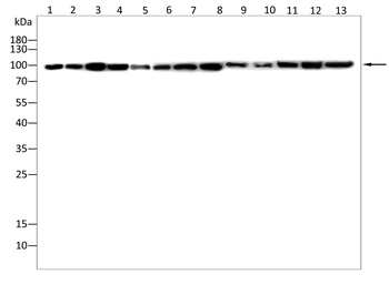 HSP90AB1 Antibody
