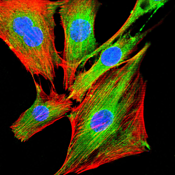 IDE Antibody