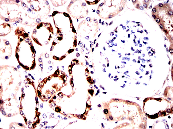 LGALS3 Antibody