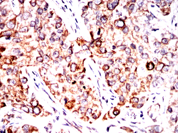 AQP4 Antibody