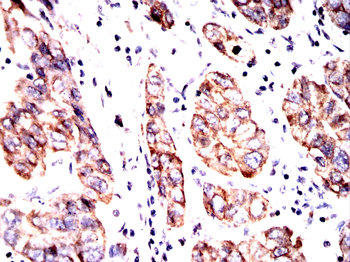 AQP4 Antibody