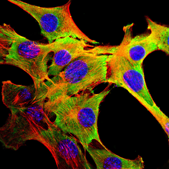 EIF4A1 Antibody
