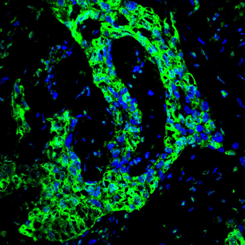 EIF4A1 Antibody