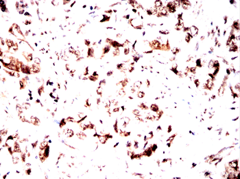 EIF4A1 Antibody