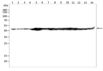 ACTA1 Antibody